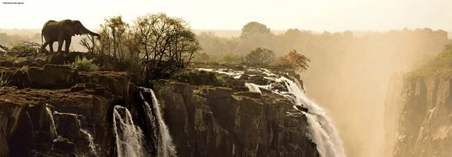 Elephant (1000) - Afbeelding 2